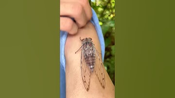 Lemon Hacks to Save Your Camping Trip!