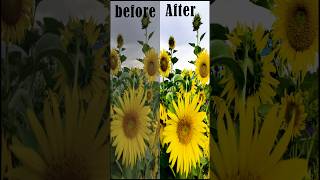Color gradient magic #shorts#transition #beforeandafter