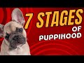 Dog Years: The 7 Stages of Puppy Growth and Development - Dogs 101