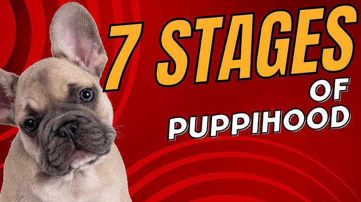 7 Stages of Puppy Growth and Development - Dog Years