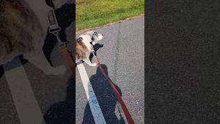 come with me on my 1st Wag walk 🐾 #wag #wagwalk #sidehustle #waystomakemoney