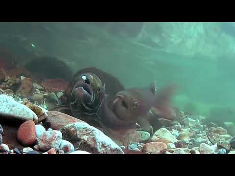Video: ¿Los peces nadan río arriba o río abajo?