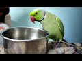 Parrot talking mithu katore katore  mithu talking