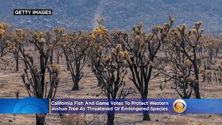 California Fish And Game Votes To Protect Western Joshua Tree As Threatened Or Endangered Species