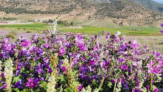 chikh aboud  الطب البديل التداوي بالاعشاب ايجابيات وسلبيات