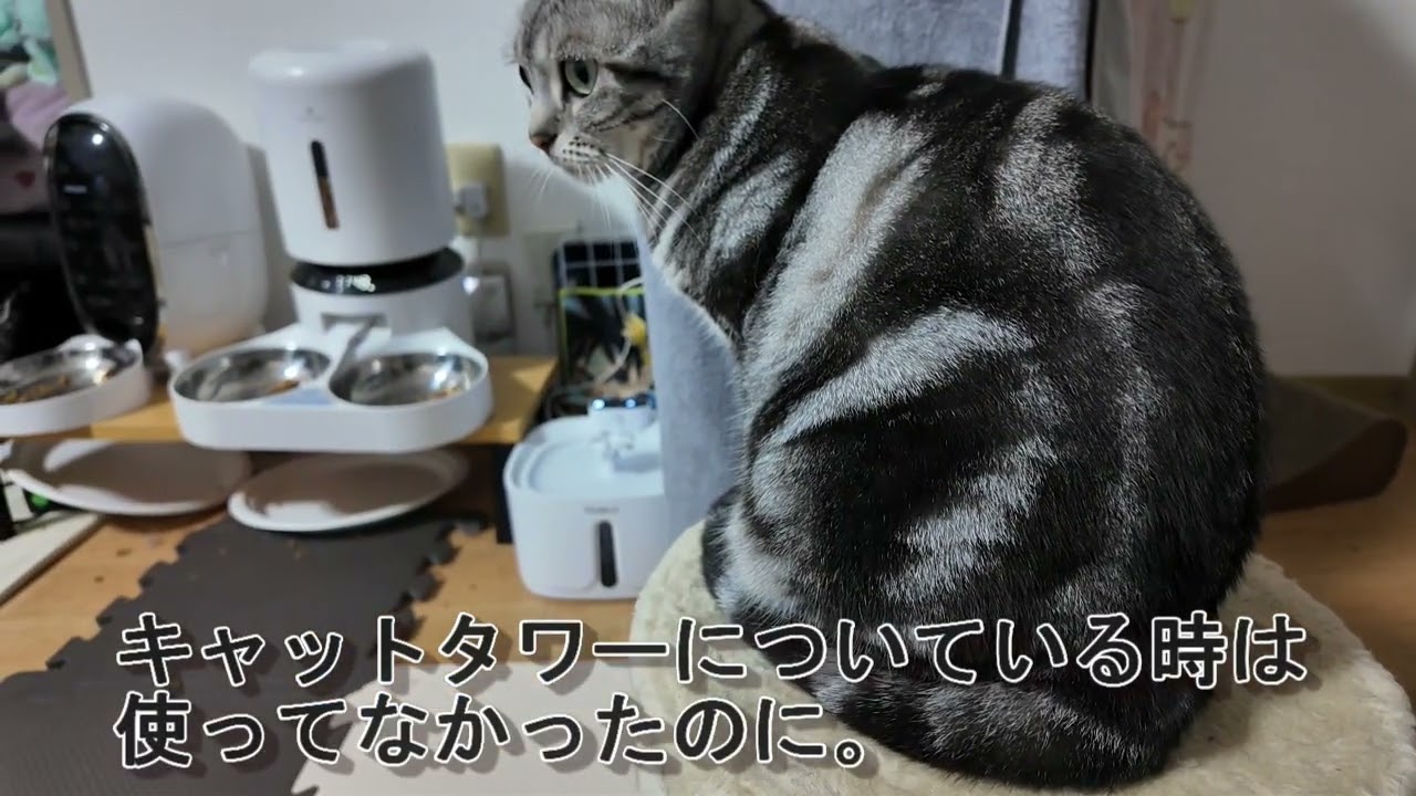 【3匹の日常】解体した後のキャットタワーの部品が大好き！