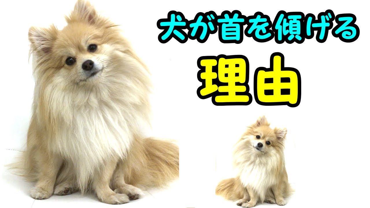 犬が首を傾げる理由 犬が首をかしげる音 私は犬が好き I Love Dogs Youtube