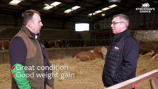 Feeding for Success with Islavale Simmentals