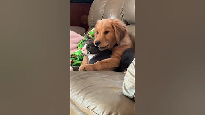 Video 11014271: cats compilation, hilarious cats dogs, animals hilarious cats, funniest cats