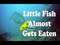 Underwater Video of Toms Harbor Channel Bridge in the Florida Keys