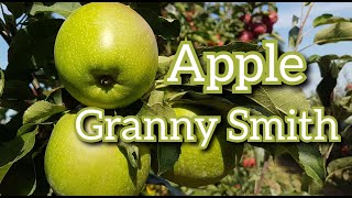 Яблоко Грени Смит / Apple Granny Smith