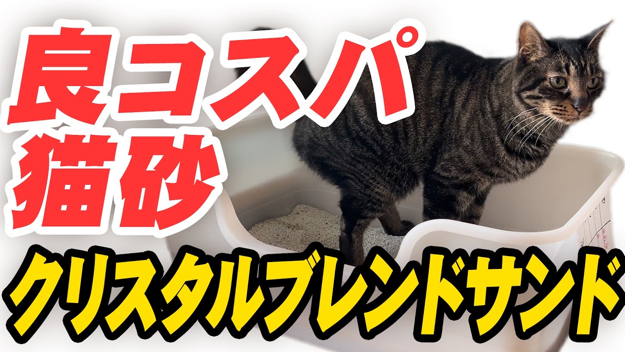 【猫砂レビュー】クリスタルブレンドを1ヶ月使ってみた！正直な感想を語る【オードロックとの比較あり】