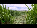 The king of napier grass variety  super napier grass dairy farms  part 1