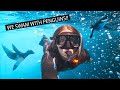 BEST SNORKELING OF OUR LIVES | Bartolome, Penguins, Sharks | Galapagos 2022 Part II