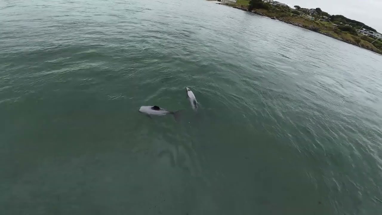 Flying with Dolphins! Epic FPV Drone View near Riverton NZ | DJI Avata 2