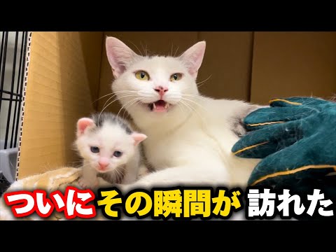 生後2週間の子猫を守る威嚇が激しいママ猫に訪れた待望の変化