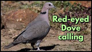 RED-EYED DOVE calling its "I am ... a Red-eyed Dove" call