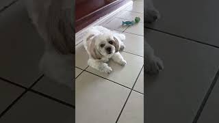 Aircon ni Hanselita #pets #puppy #cute #doglover #doglife #petlover #shihtzu #funny #dog #onthisday