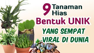 9 Tanaman Hias Berbentuk Unik yang Sempat Viral di Dunia