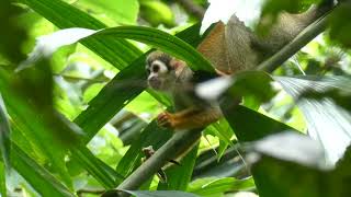 Capuchin and squirrel monkeys, two of the most common monkey species in French Guiana