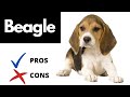 Beagle Pros And Cons | The Good AND The Bad!! の動画、YouTube動画。
