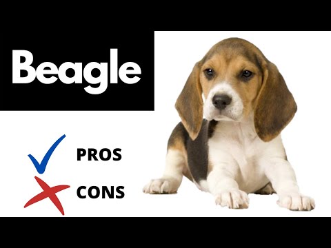 Video: Výhody a nevýhody vlastníctva Beagles