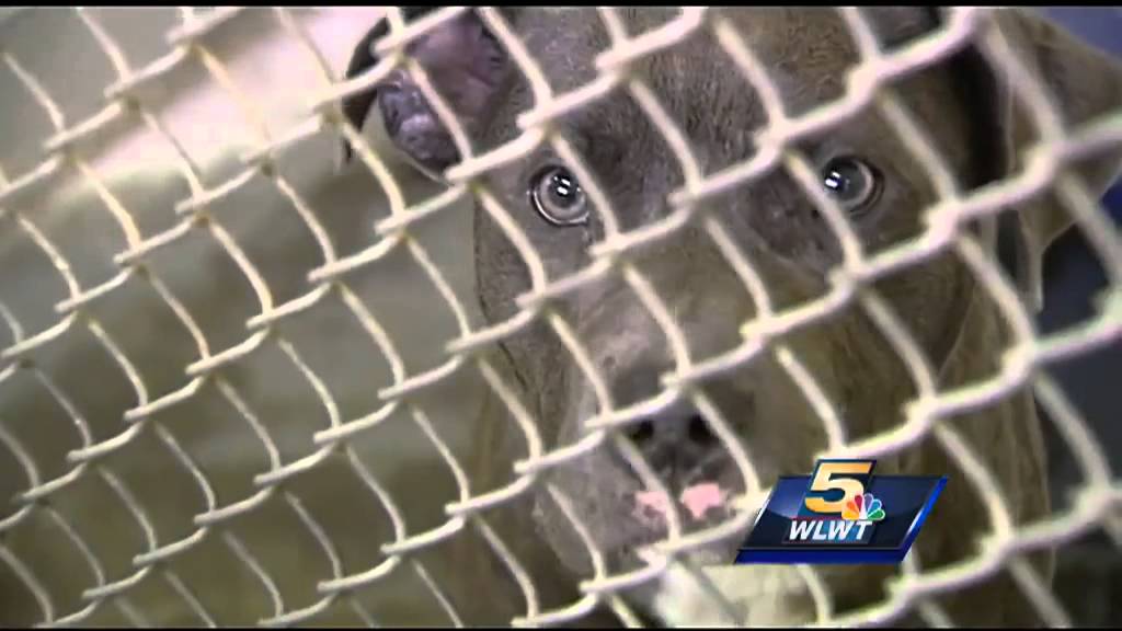 Dozens of dogs at Brown Co. shelter need homes