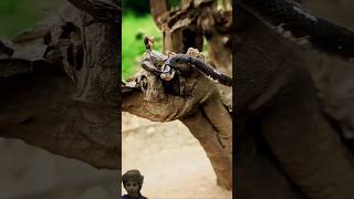 Revealing the hidden power of the scorpion's bite against the snake