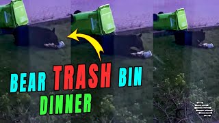 Black Bear Sitting in House’s Front Yard by a Trash Bin Eating His Dinner