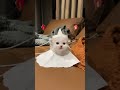 so cute #cat #cute #fyp #foryoupage #beranda