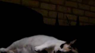 Kitty Lullaby (Song for a Cat)