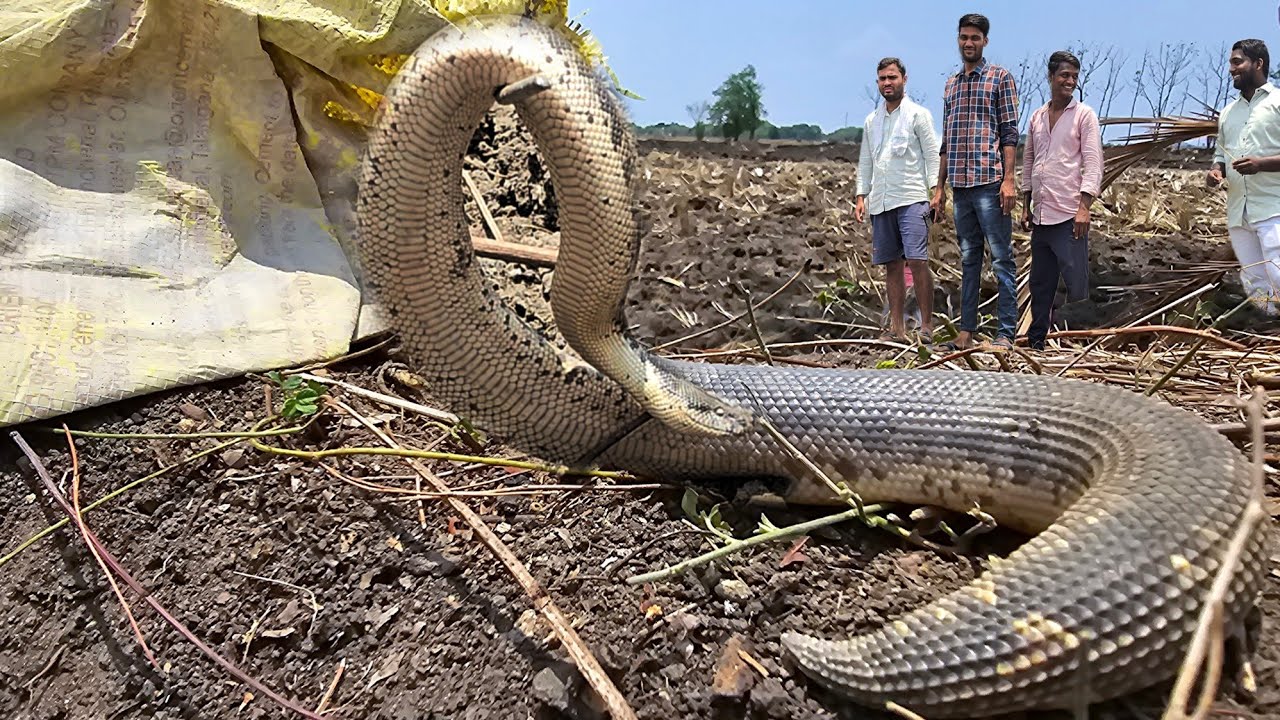 #Indian #Common send Boa snake Rescue non venomous contact 7396969617 ...