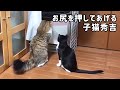 箱に入る子猫のお尻を押して手伝ってあげる秀吉
