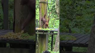 Oranguatans feeding at Sepilok Orangutan rehabilitation center #Sabah #sandakansabah