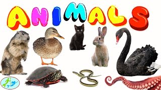 Cute Animal Videos | Theekholms