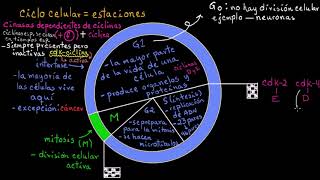 Control del ciclo celular | Khan Academy en Español
