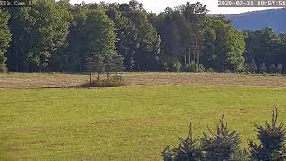 PA Elk Camera 1