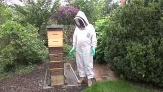 Parks Talley - Killing a Hot Bee Hive