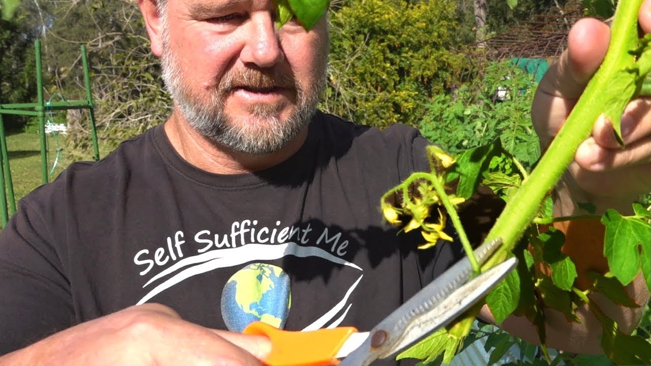 Grow More Tomatoes From a Broken Tomato Plant YouTube