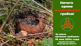 Ничего кроме запрещённых грибов! Дневник грибника 18 мая 2024 года.