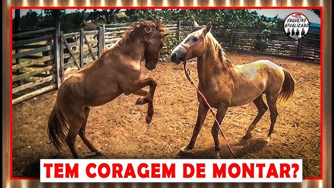 Cavalo Pulando Pólos Closeup Desfocado Cavaleiro Não Identificado