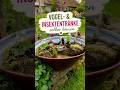 STOPP ✋ Dein Garten braucht DAS im Sommer! 🐦🐝💧