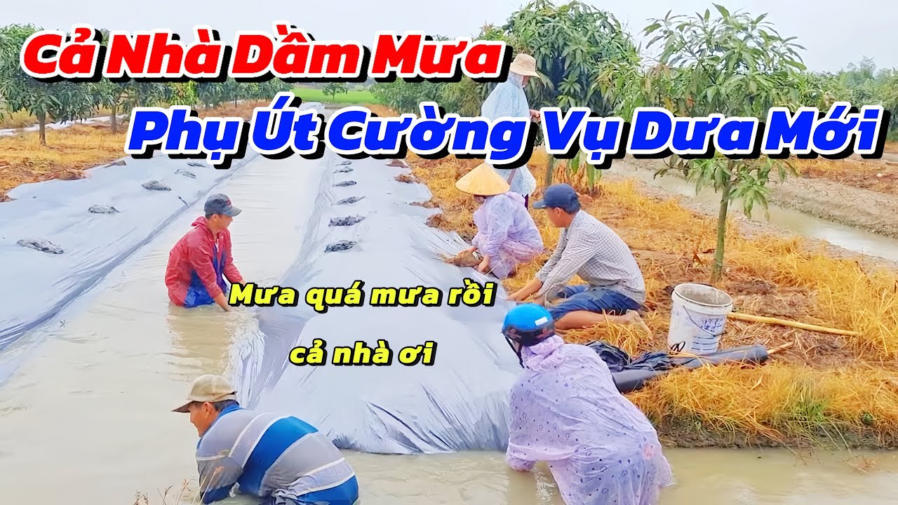 Xuất Hiện Cơn Mưa Trái Mùa Ngay Ngày Út Cường Chuẩn Bị Xuống Vụ Dưa Hấu Mới 