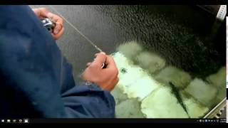 Salmon Counting CA EW