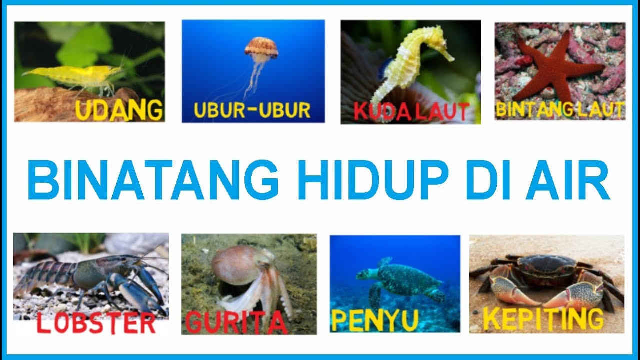 Belajar Menulis Membaca Dan Menggambar Binatang Hidup Di Air Untuk