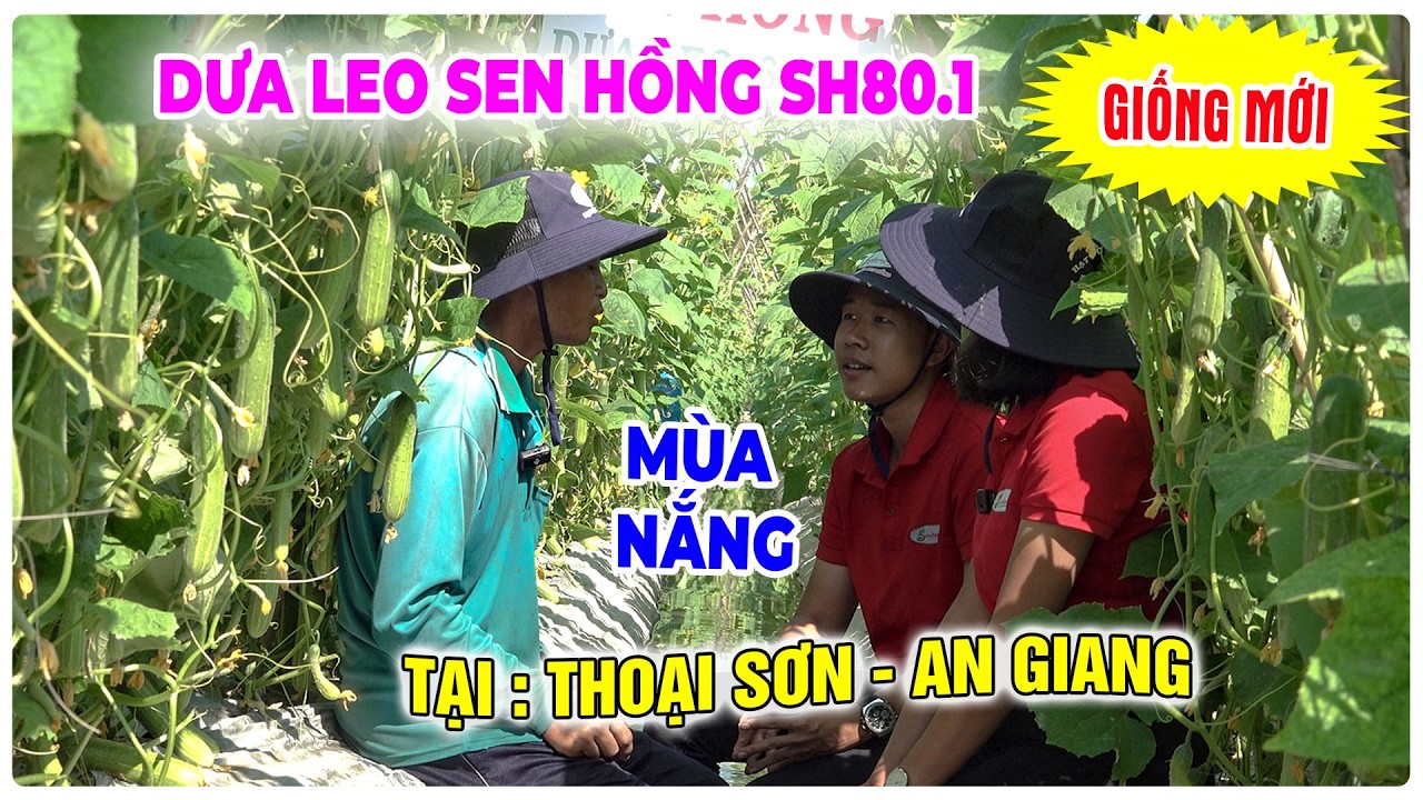 GIỐNG MỚI: DƯA LEO SEN HỒNG SH801 TRỒNG MÙA NẮNG TẠI THOẠI SƠN AN GIANG