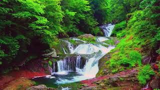 🌳paisajes relajantes💦 PAISAJE DEL BOSQUE🐍 agua fluyendo en la cascada🌻