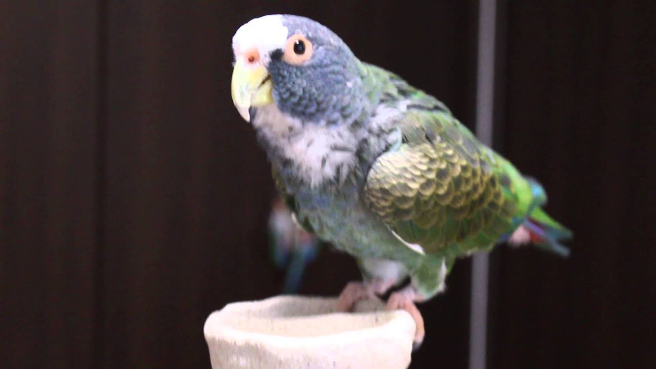 メキシコシロガシラインコ、怒るWhite-crowned Parrot 