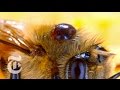 Colony Collapse: The Mystery of the Missing Bees | Retro Report | The New York Times