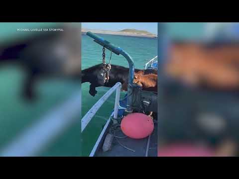 Cows Leap Off Boat and Swim to Irish Island for Grazing